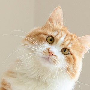 什么叫配资炒股_配资炒股被骗怎么办_投资被骗怎么追回